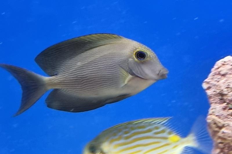Längsstreifen Borstenzahndoktor - Ctenochaetus striatus