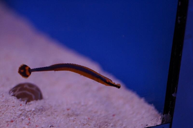 Blaustreifen Seenadel - Doryrhamphus excisus excisus