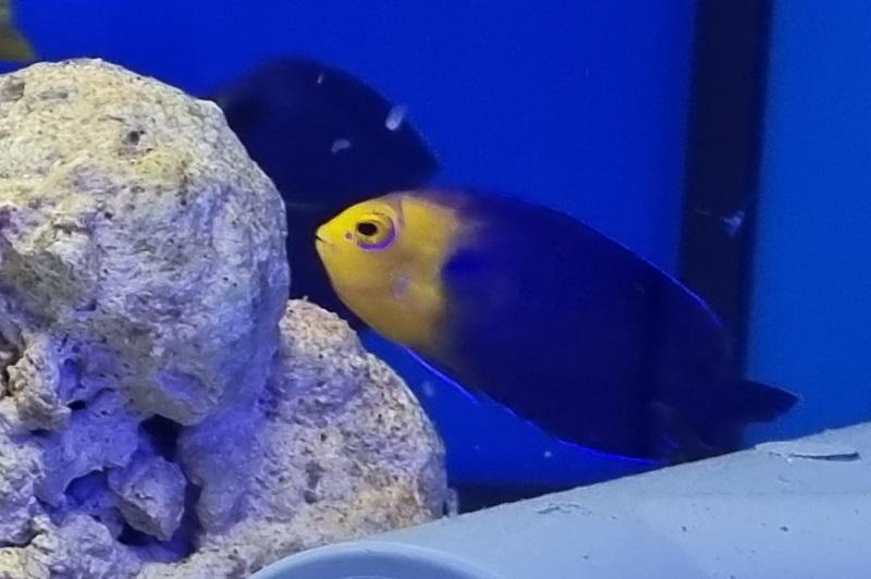 Blauer Zwergkaiserfisch & Nachzuchten - Centropyge argi