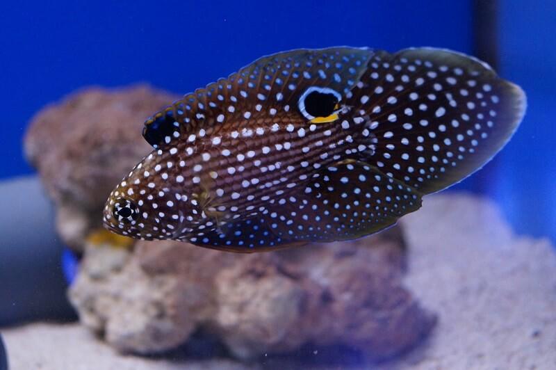 Echter Mirakelbarsch & Nachzuchten - Calloplesiops altivelis Echter Mirakelbarsch & Nachzuchten - Calloplesiops altivelis