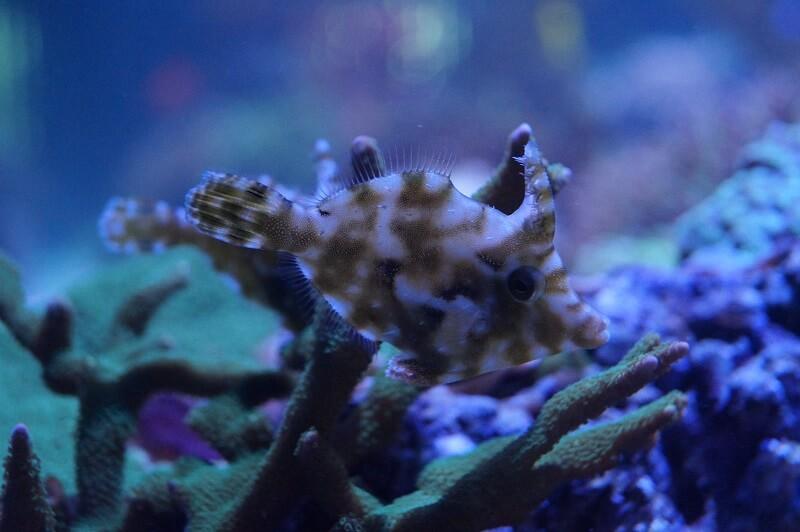 Seegrasfeilenfisch & Nachzuchten - Acreichthys tomentosus Seegrasfeilenfisch & Nachzuchten - Acreichthys tomentosus