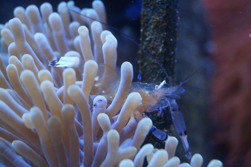 Pfeffer-und-Salz Partnergarnele - Ancylomenes venustus Pfeffer-und-Salz Partnergarnele - Ancylomenes venustus