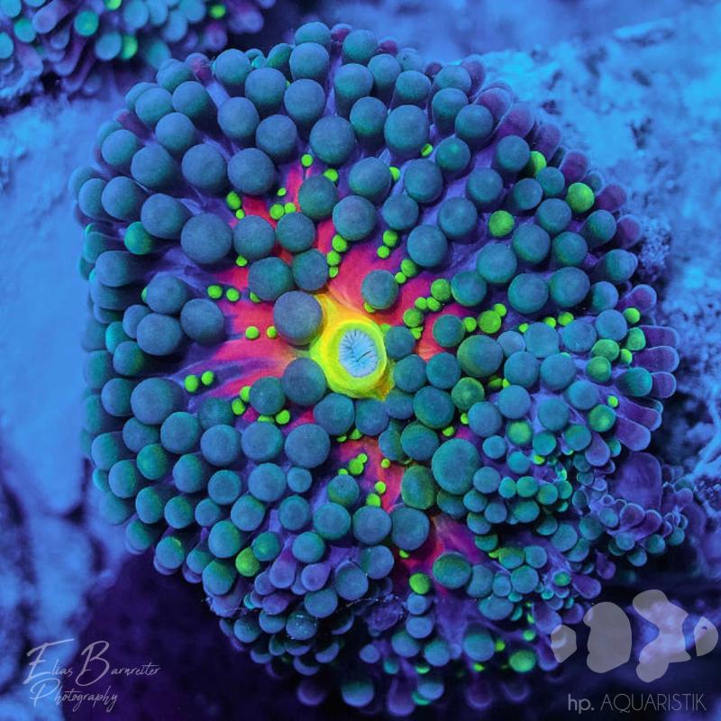 Scheibenanemone - HP Barcadi´s Breath Ultra Ricordea florid