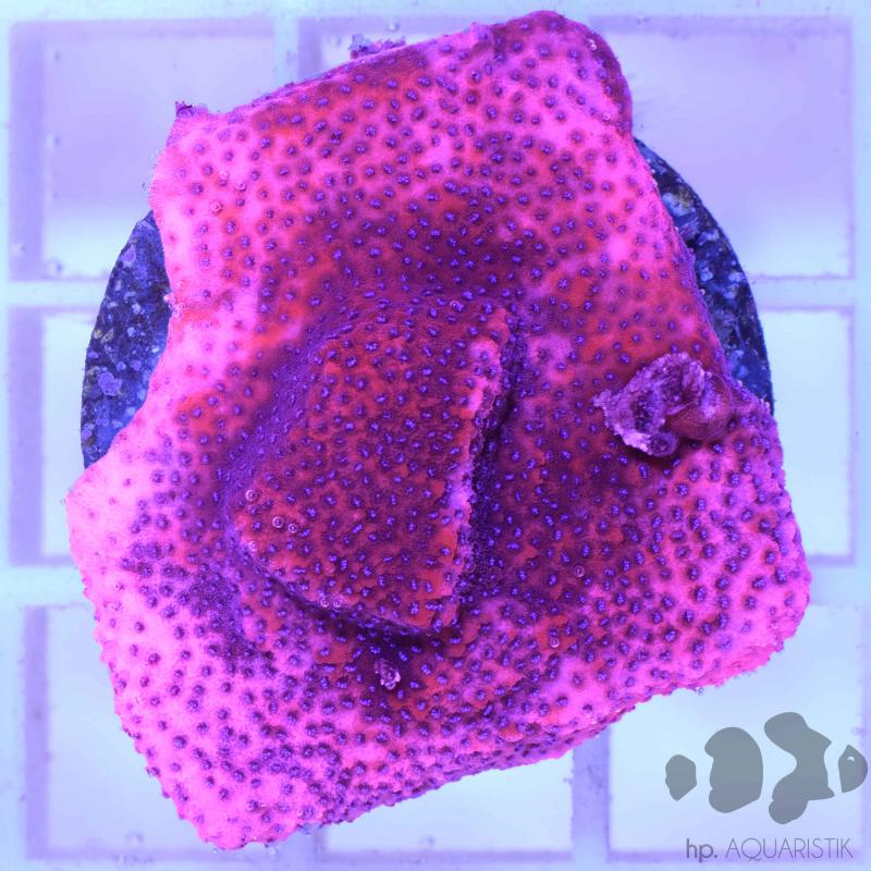 Montipora Mystic Sunset