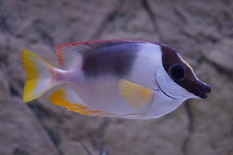 Andamanen Fuchsgesicht - Siganus magnificus Andamanen Fuchsgesicht - Siganus magnificus