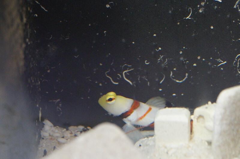 Dracula Wächtergrundel - Stonogobiops dracula Dracula Wächtergrundel - Stonogobiops dracula