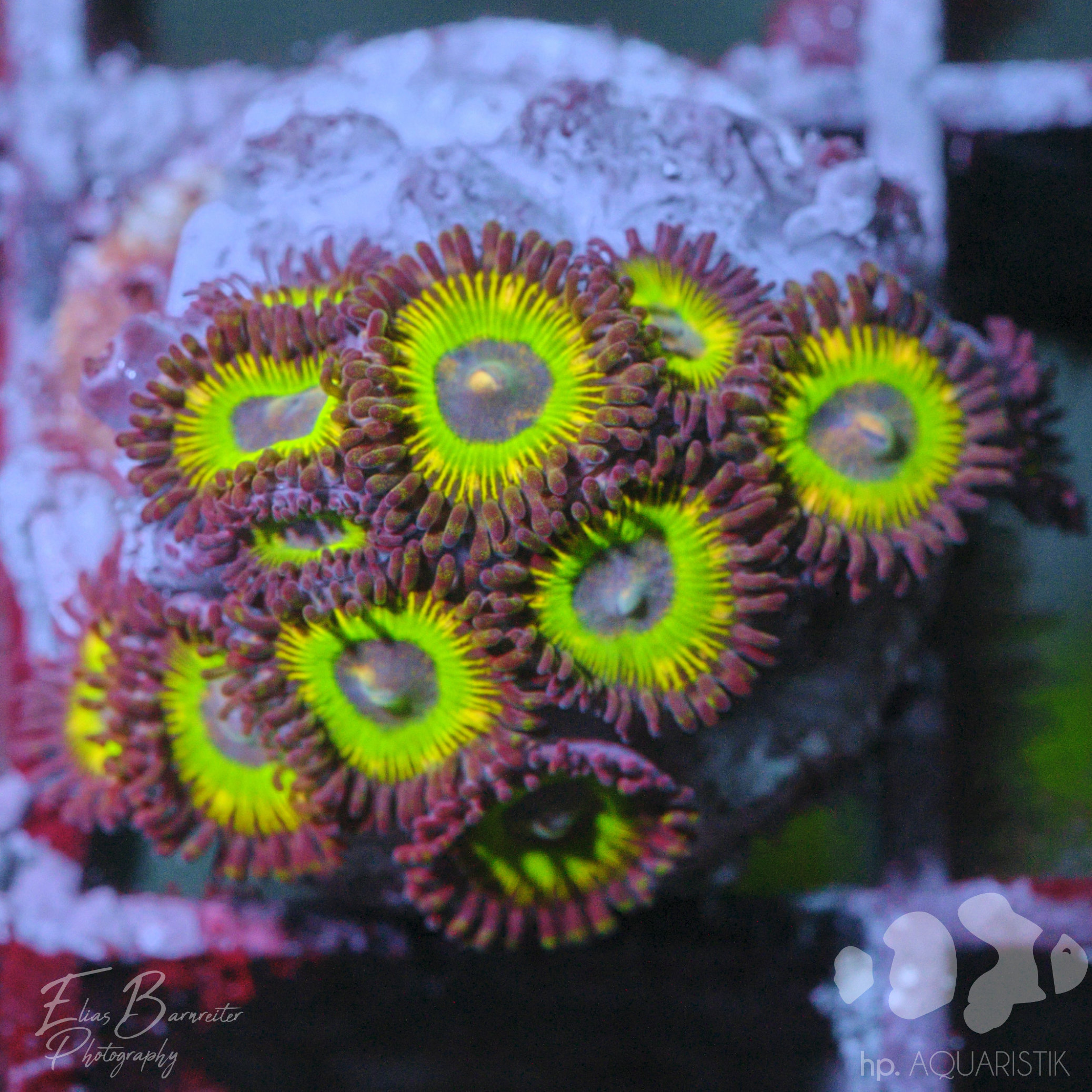Zoanthus Apple P