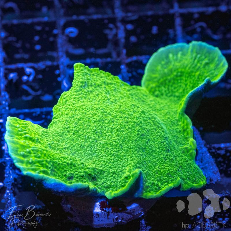 Montipora Platte Ultra Green