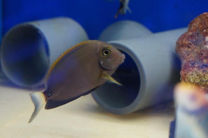 Dussumieres Doktorfisch - Acanthururs dussumieri Dussumieres Doktorfisch - Acanthururs dussumieri