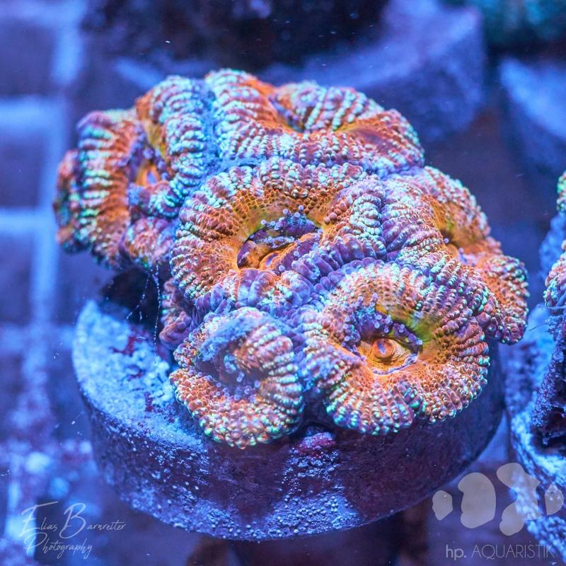 Acanthastrea Red Snake Acanthastrea Red Snake