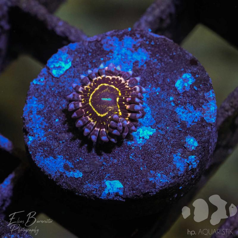 Zoanthus Stratosphäre 2 Poly