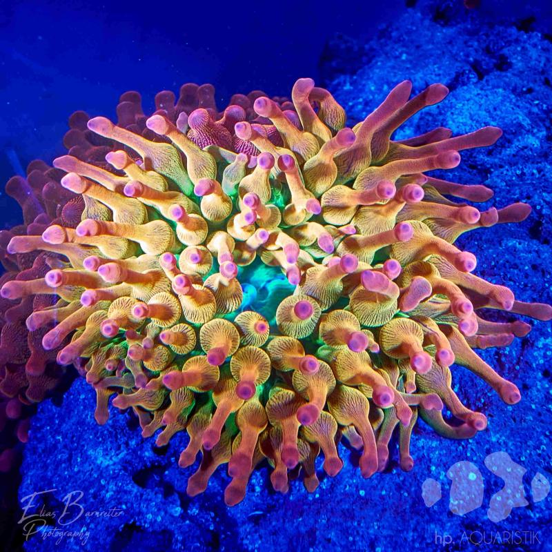 Entacmaea quadricolor sunburst Premium Entacmaea quadricolor sunburst Premium