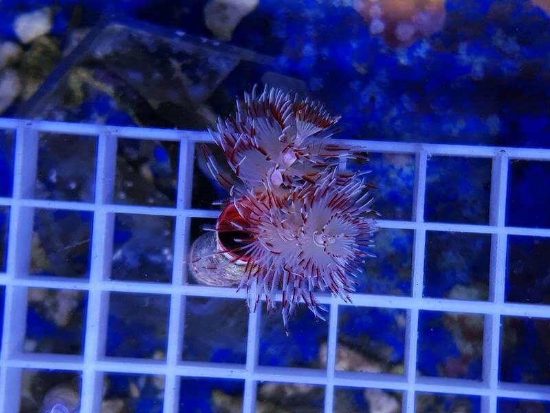 Pracht Kalkröhrenwurm - Protula Bispiralis rot/weiß Pracht Kalkröhrenwurm - Protula Bispiralis rot/weiß