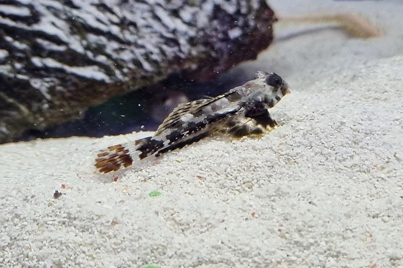 Leierfisch - Synchiropus marmoratus Leierfisch - Synchiropus marmoratus