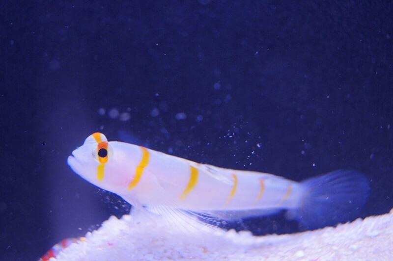 Randall´s Partner Grundel - Amblyeleotris randalli + Knallkrebs Alpheus bellulus Randall´s Partner Grundel - Amblyeleotris randalli + Knallkrebs Alpheus bellulus