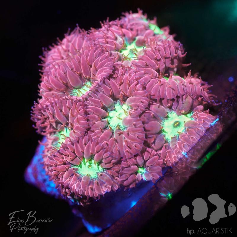 Blastomussa Merleti Blastomussa Merleti