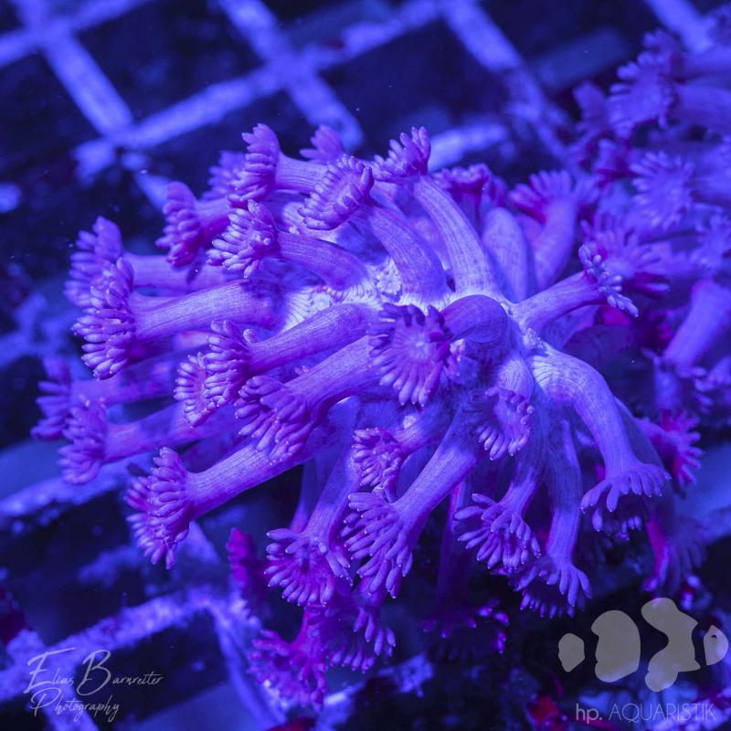 Goniopora Blau Goniopora Blau