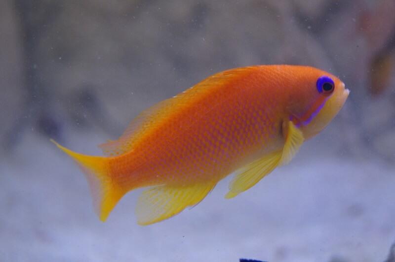 Juwelen Fahnenbarsch - Pseudanthias squamipinnis