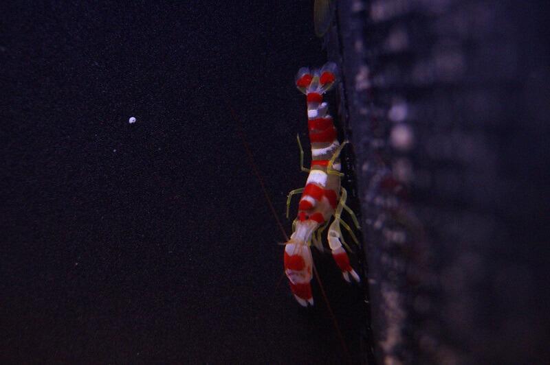 Randalls Knallkrebs - Alpheus randalli Randalls Knallkrebs - Alpheus randalli