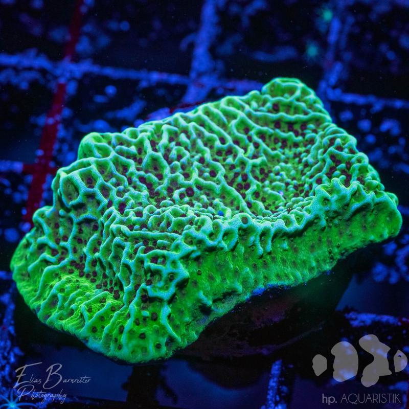 Montipora Mountain Montipora Mountain