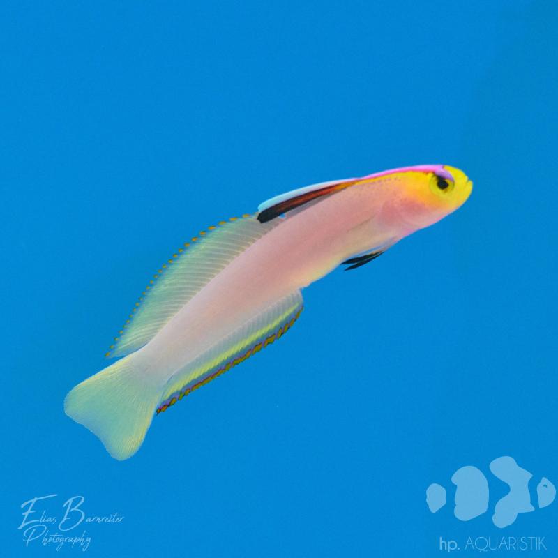 Helfrichs Schwertgrundel - Nemateleotris helfrichi Helfrichs Schwertgrundel - Nemateleotris helfrichi