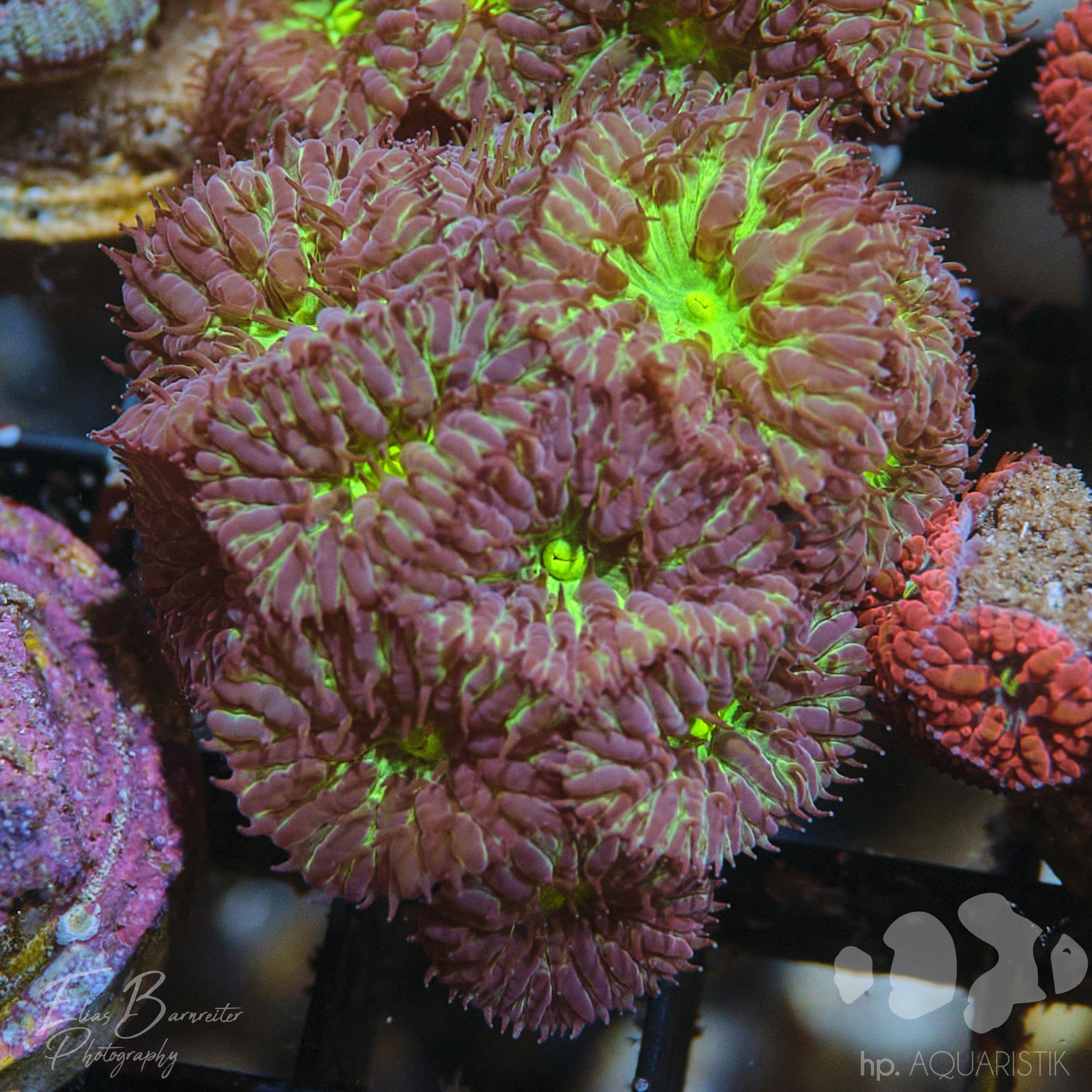 Blastomussa Green Stip