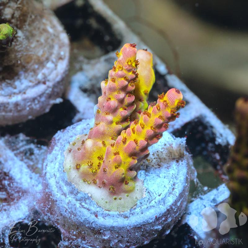 Acropora Gold Robin Acropora Gold Robin