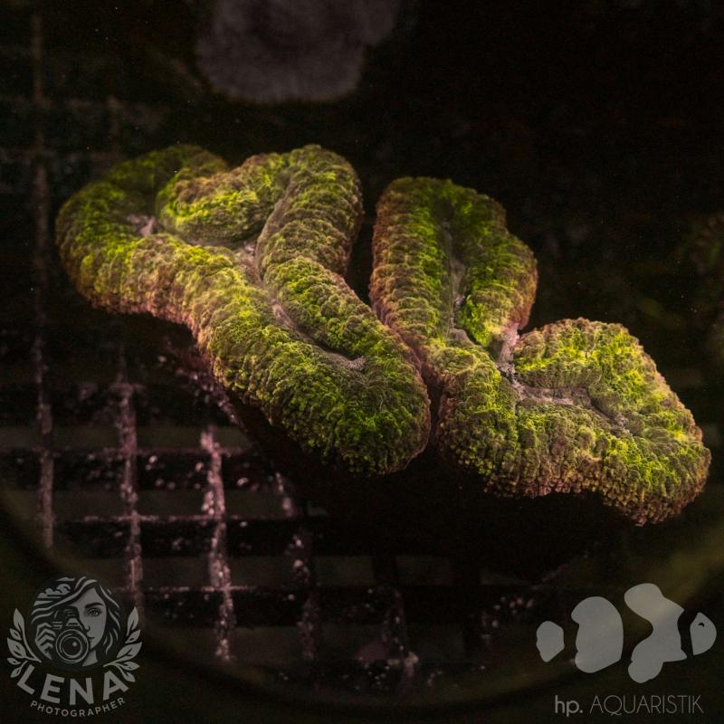 Lobophyllia 4