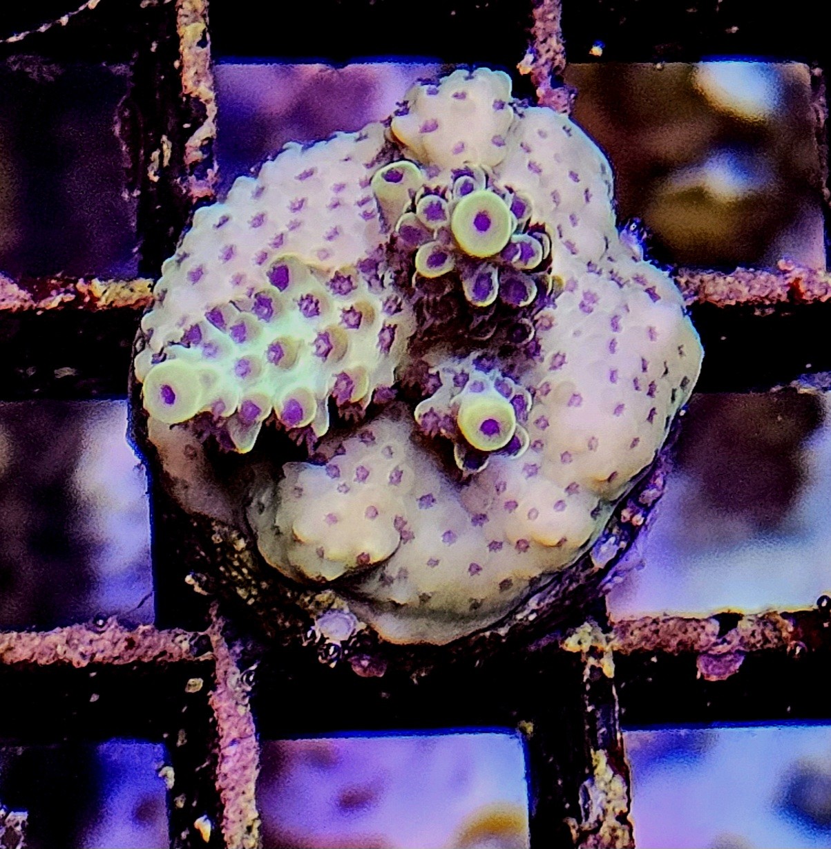 Acropora White Orchid