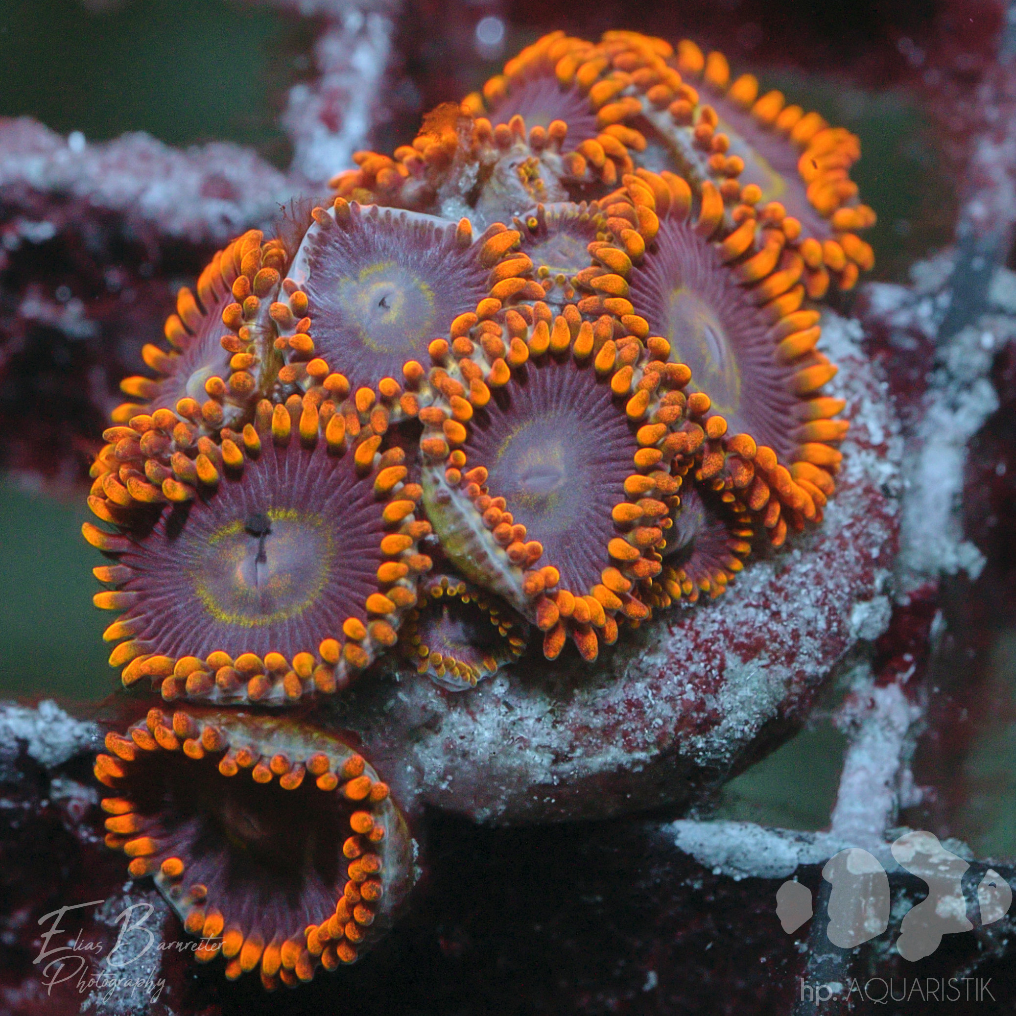 Zoanthus Super Orange
