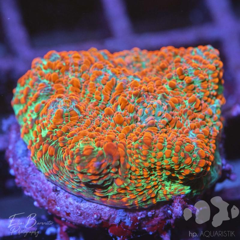 Chalice Tomato Basilica