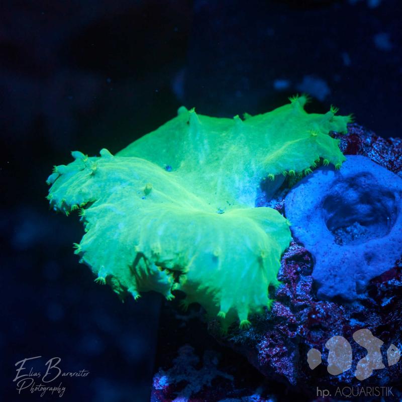 Fiji  Lederkoralle Fiji  Lederkoralle