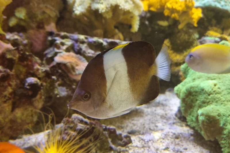 Schwarzer Pyramiden-Falterfisch - Hemitaurichthys zoster Schwarzer Pyramiden-Falterfisch - Hemitaurichthys zoster