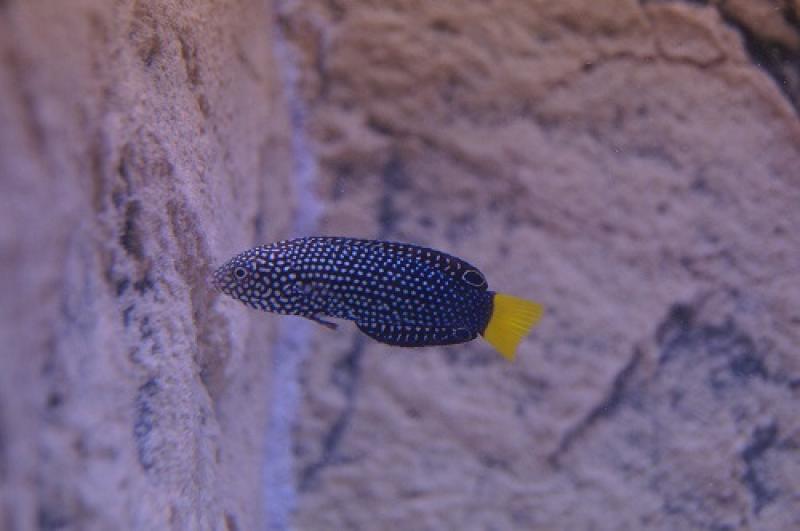 Gelbschwanz-Perllippfisch - Anampses meleagrides Gelbschwanz-Perllippfisch - Anampses meleagrides