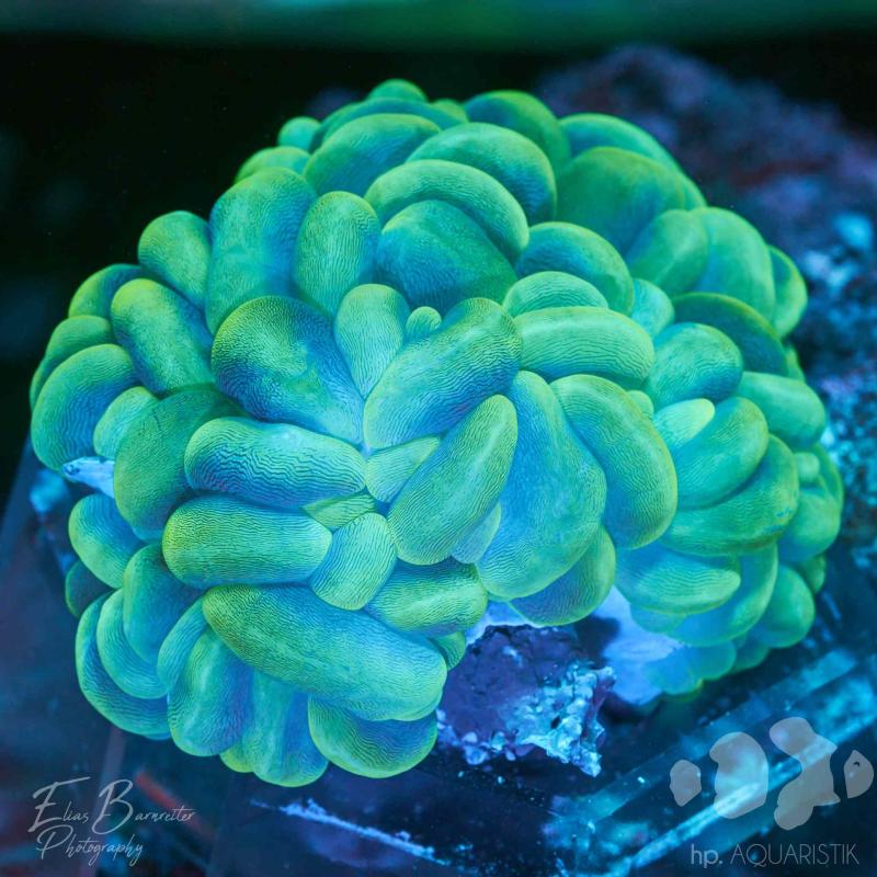 Blasenkoralle Toxic green Blasenkoralle Toxic green