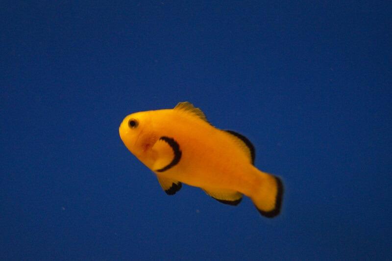 Anemonenfisch Nachzucht - Amphiprion Ocellaris naked Anemonenfisch Nachzucht - Amphiprion Ocellaris naked