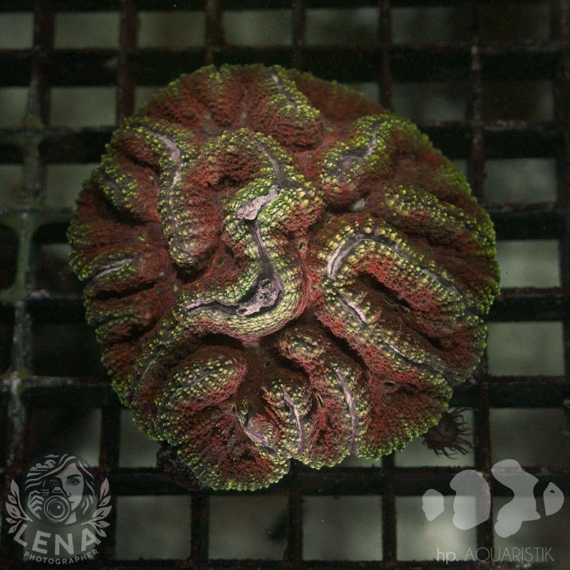 Lobophyllia 3