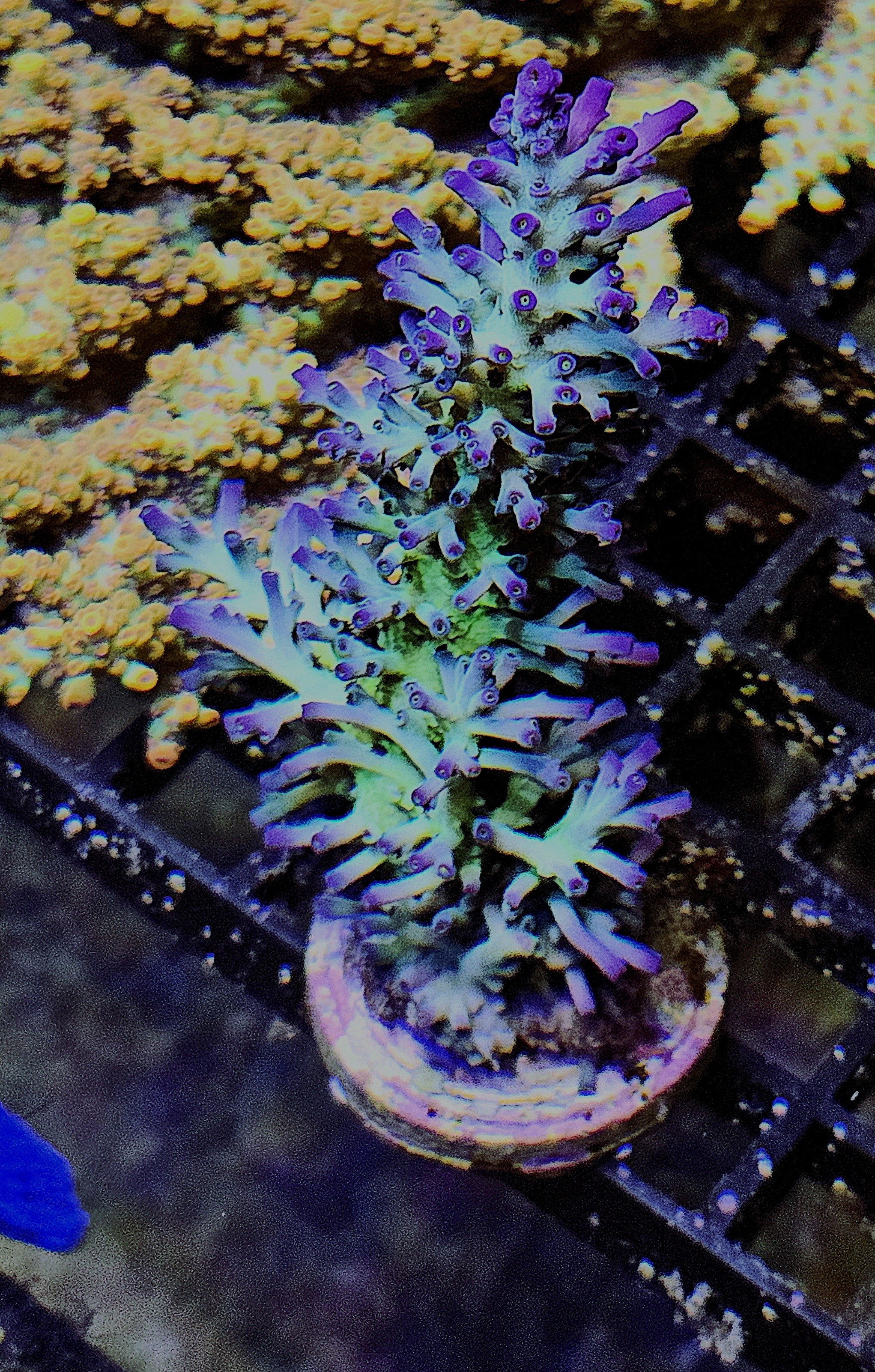 Acropora Echinata Icefire