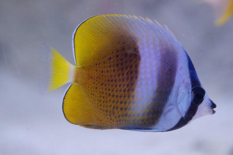 Klein`s Falterfisch - Chaetodon kleinii Klein`s Falterfisch - Chaetodon kleinii