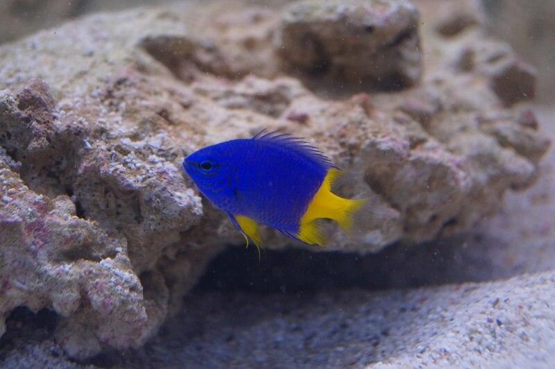 Gelbschwanzdemoiselle - Chrysiptera parasema Gelbschwanzdemoiselle - Chrysiptera parasema