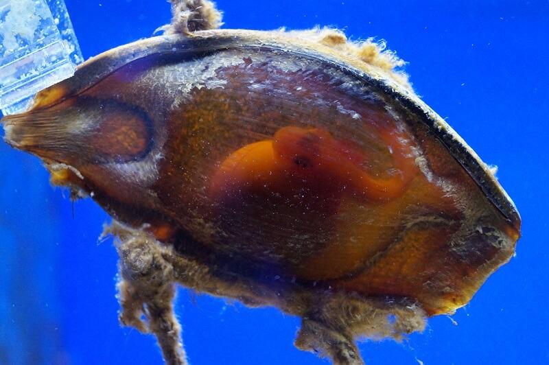 Braungebänderter Bambushai EI* - Chiloscyllium punctatum Braungebänderter Bambushai EI* - Chiloscyllium punctatum