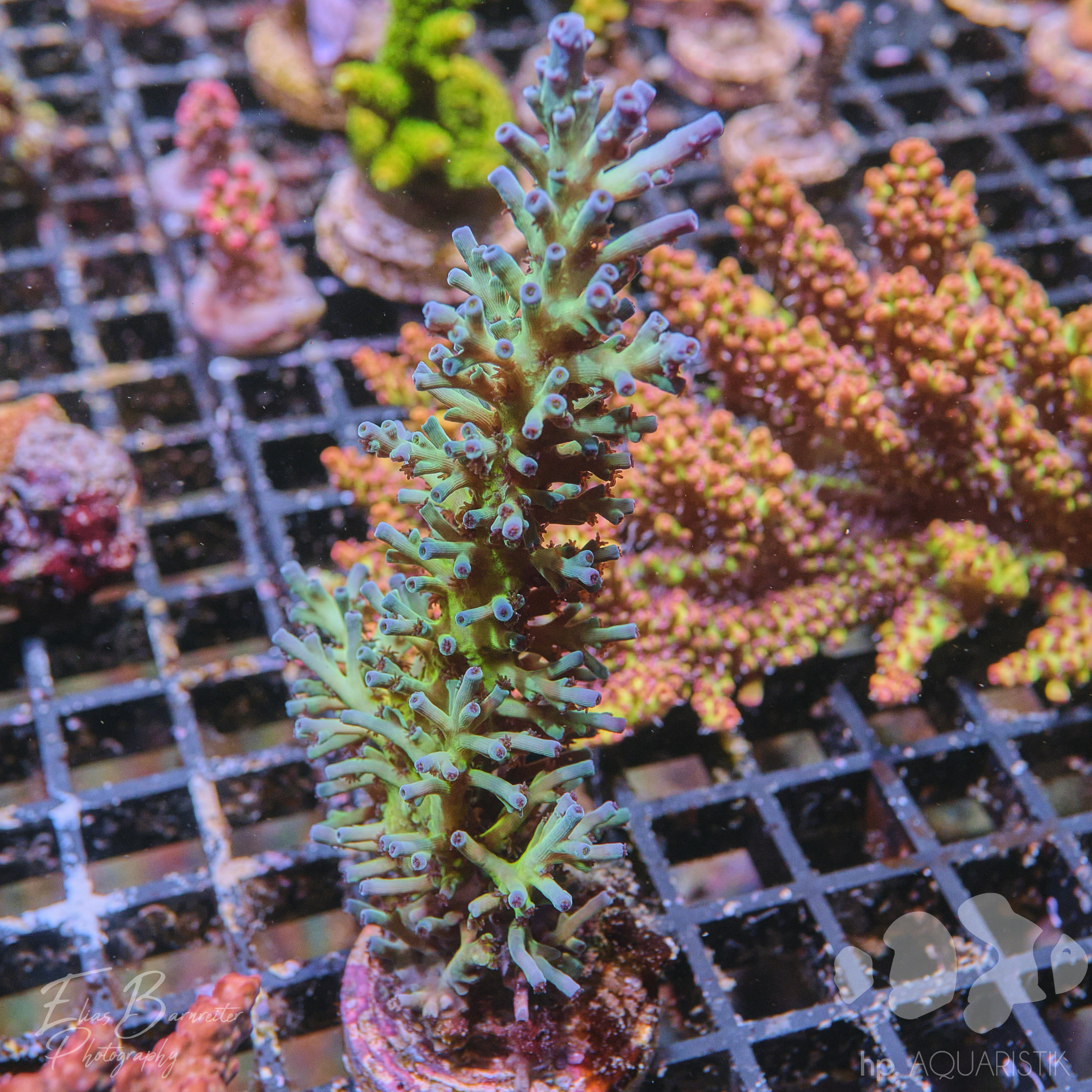 Acropora Echinata Icefire
