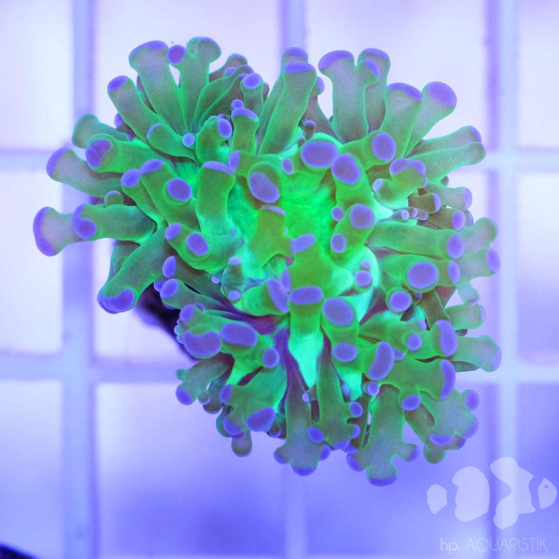 Euphyllia Blue Torch