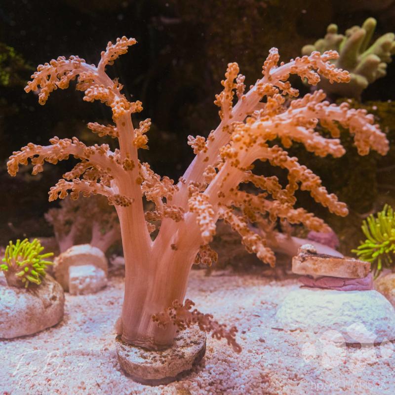 Litophyton Rose Litophyton Rose