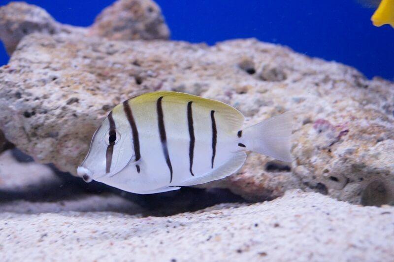 Gitter Doktorfisch -  Acanthurus triostegus Gitter Doktorfisch -  Acanthurus triostegus