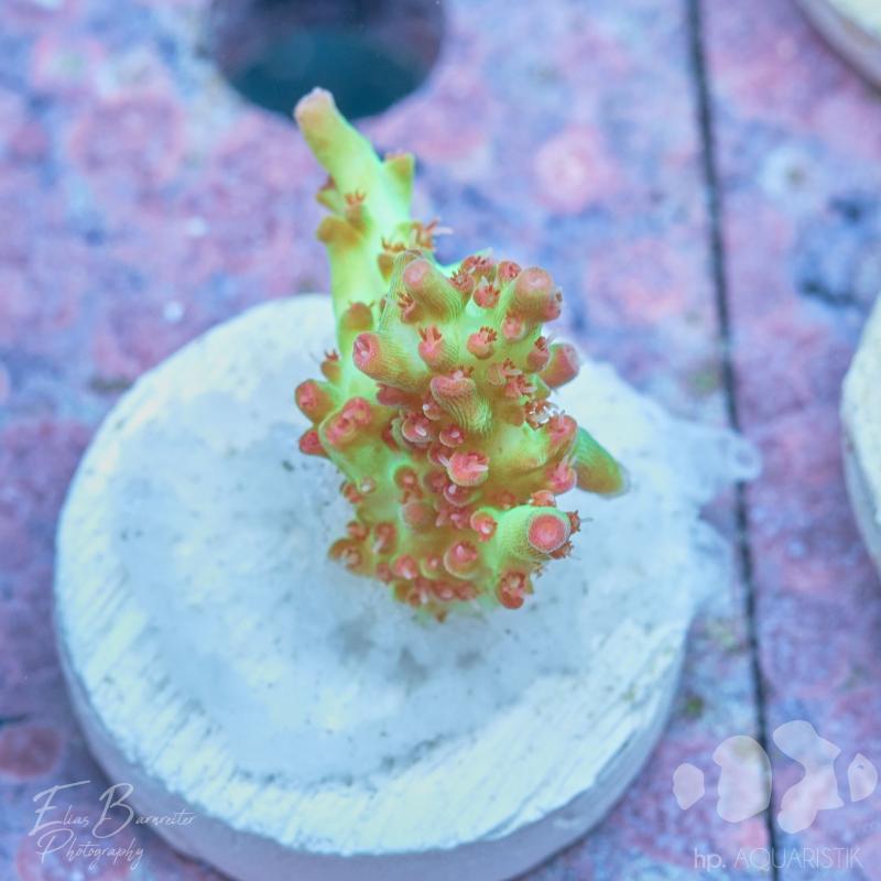 Acropora Strawberry Shortcake
