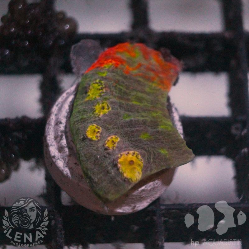 Chalice Flaming Bugatti II Chalice Flaming Bugatti II