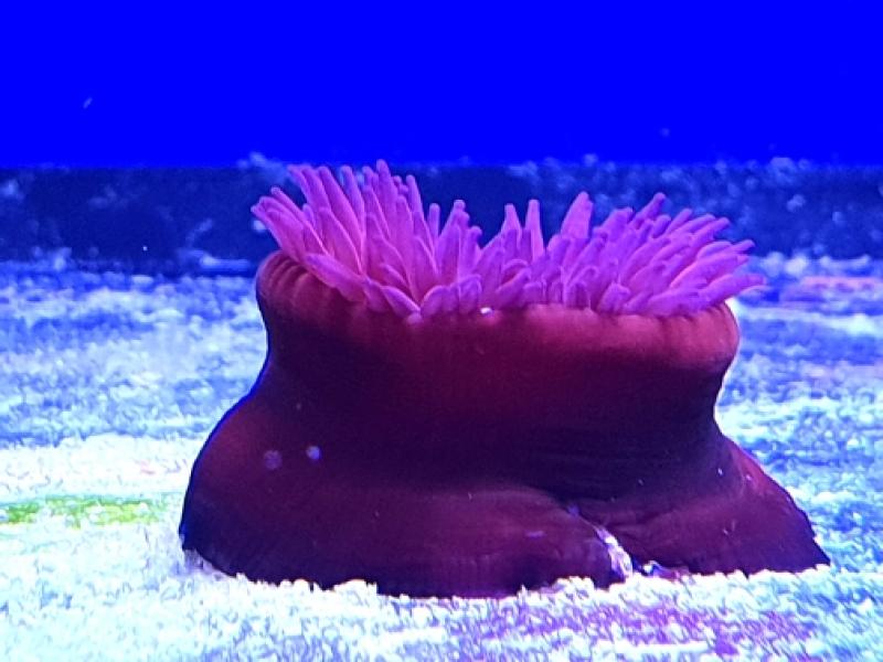 Erdbeerrose - Actinia equina Erdbeerrose - Actinia equina