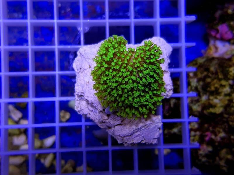 Pilzlederkoralle - Sarcophyton ultra grü