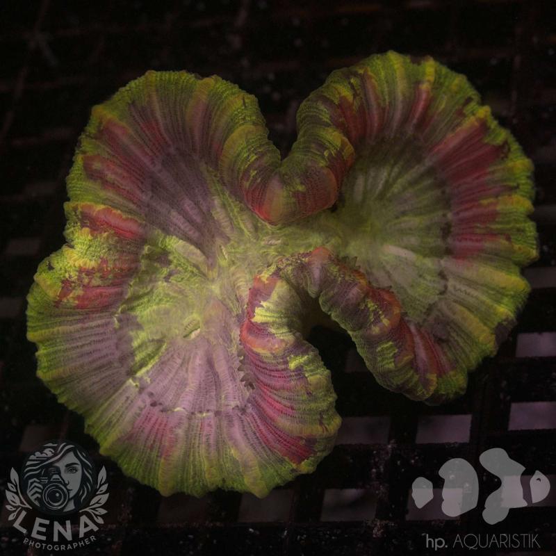 Trachyphyllia Ultra 3 Trachyphyllia Ultra 3